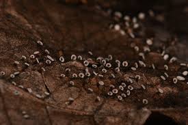 Attēlu rezultāti vaicājumam “Didymium clavus”