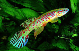 Image result for Aphyosemion