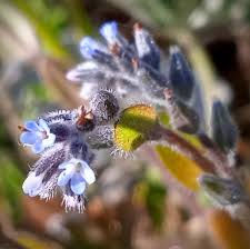 Attēlu rezultāti vaicājumam “Myosotis stricta”