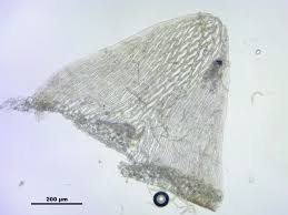 Attēlu rezultāti vaicājumam “Sphagnum angustifolium”