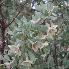 Attēlu rezultāti vaicājumam “Lycogala roseosporum sessile”