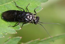 Attēlu rezultāti vaicājumam “Pamphiliidae”