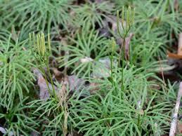 Attēlu rezultāti vaicājumam “Lycopodium dubium”