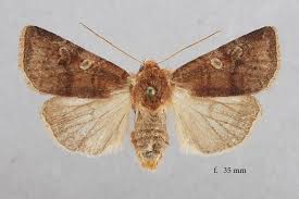 Attēlu rezultāti vaicājumam “Cerastis leucographa”