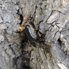 Attēlu rezultāti vaicājumam “Osmoderma barnabita”