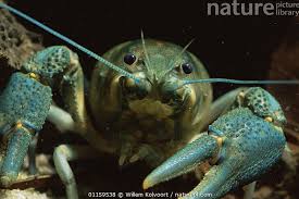 Attēlu rezultāti vaicājumam “Astacus astacus”