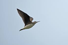 Attēlu rezultāti vaicājumam “Tringa ochropus”