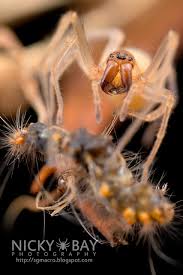 Attēlu rezultāti vaicājumam “Miturgidae”