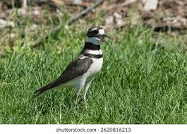Image result for Charadrius vociferus