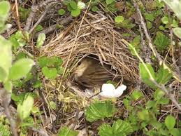 Attēlu rezultāti vaicājumam “Phylloscopus trochilus nest”