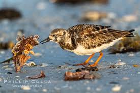 Attēlu rezultāti vaicājumam “Arenaria interpres”