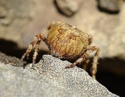 Attēlu rezultāti vaicājumam “Araneus angulatus”