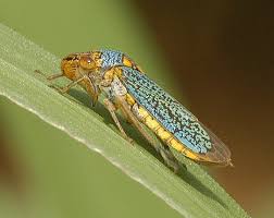 Attēlu rezultāti vaicājumam “Cicadellidae”