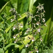 Attēlu rezultāti vaicājumam “Epipactis palustris leaf”