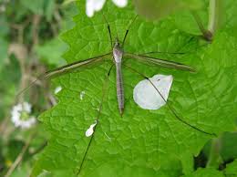 Attēlu rezultāti vaicājumam “Tipulidae female”