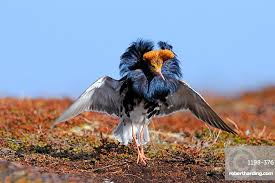 Attēlu rezultāti vaicājumam “Philomachus pugnax adult”