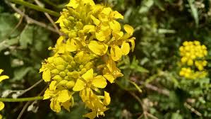 Attēlu rezultāti vaicājumam “Sisymbrium loeselii flower”