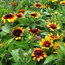 Attēlu rezultāti vaicājumam “Rudbeckia hirta var. hirta”