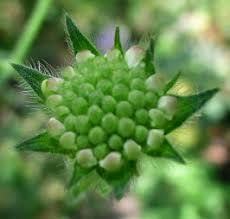 Attēlu rezultāti vaicājumam “Knautia arvensis bud”