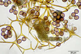 Attēlu rezultāti vaicājumam “Willkommlangea reticulata”