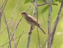 Image result for Hippolais caligata