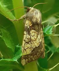 Attēlu rezultāti vaicājumam “Gortyna flavago”