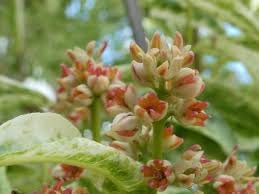 Attēlu rezultāti vaicājumam “Phellodendron amurense flower”