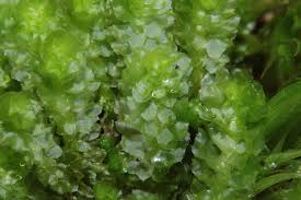 Attēlu rezultāti vaicājumam “Barbilophozia lycopodioides”