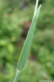 Attēlu rezultāti vaicājumam “Epirhoe tristata”