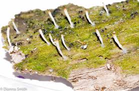 Attēlu rezultāti vaicājumam “Multiclavula mucida”