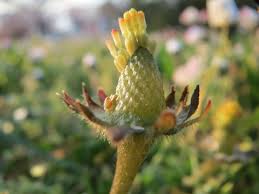 Attēlu rezultāti vaicājumam “Bellis perennis bud”