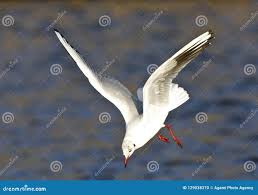 Attēlu rezultāti vaicājumam “Larus ridibundus adult”