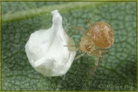 Attēlu rezultāti vaicājumam “Paidiscura pallens”