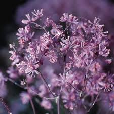 Attēlu rezultāti vaicājumam “Thalictrum aquilegifolium fruit”