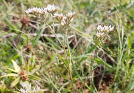 Attēlu rezultāti vaicājumam “Caryophyllaceae”