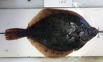 Image result for Myzopsetta ferruginea