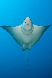 Image result for Aetobatus narinari