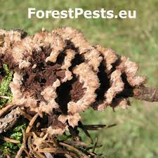 Attēlu rezultāti vaicājumam “Thelephora terrestris”