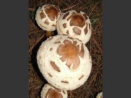Attēlu rezultāti vaicājumam “Macrolepiota rhacodes var. bohemica”