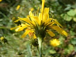Attēlu rezultāti vaicājumam “Hieracium umbellatum bud”