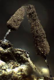 Attēlu rezultāti vaicājumam “Comatricha pulchella macro”