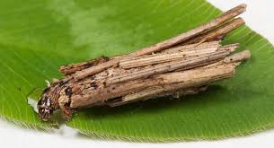 Attēlu rezultāti vaicājumam “Psyche casta larva”