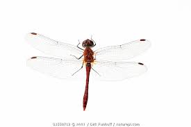 Attēlu rezultāti vaicājumam “Sympetrum sanguineum”