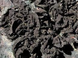 Attēlu rezultāti vaicājumam “Collema flaccidum”