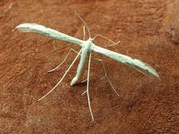 Attēlu rezultāti vaicājumam “Adaina microdactyla”