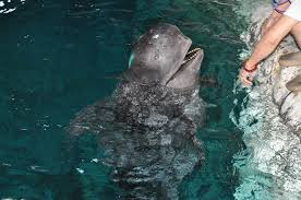 Image result for Globicephala melas