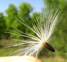 Attēlu rezultāti vaicājumam “Silybum marianum fruit”