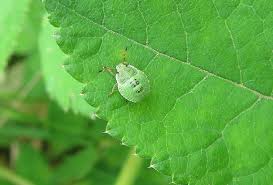 Attēlu rezultāti vaicājumam “Palomena prasina nymph”