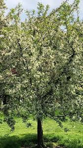 Attēlu rezultāti vaicājumam “Malus sylvestris”