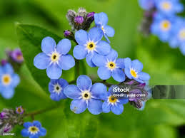 Image result for Myosotis sylvatica